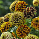 Zinnia 'Jazzy Mix' Seeds