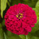 Zinnia 'Meteor' Seeds