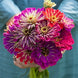 Zinnia 'Meteor Shower Mix' Seeds