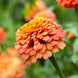 Zinnia 'Oklahoma Salmon' Seeds