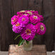 Zinnia 'Giant Purple' Seeds