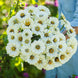 Zinnia 'Polar Bear' Seeds