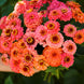 Zinnia 'Pumila Salmon' Seeds