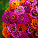 Zinnia 'Purple Dream Mix' Seeds