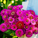 Zinnia 'Purple Prince' Seeds