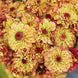 Zinnia 'Queeny Lime Orange' Seeds