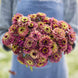 Zinnia 'Queeny Lime Red' Seeds