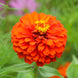 Zinnia 'Pure Orange' Seeds