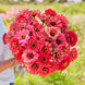 Zinnia 'Salmon Queen' Seeds