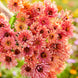 Zinnia 'Senorita' Seeds