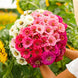 Zinnia 'Show Stopper Mix' Seeds