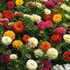 Zinnia 'State Fair Mix' Seeds