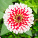 Zinnia 'Cherry & Ivory' Seeds