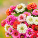 Zinnia 'Thumbelina Mix' Seeds