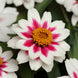 Zinnia 'Zahara Starlight Rose' Seeds