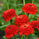 Zinnia 'Zinderella Red' Seeds
